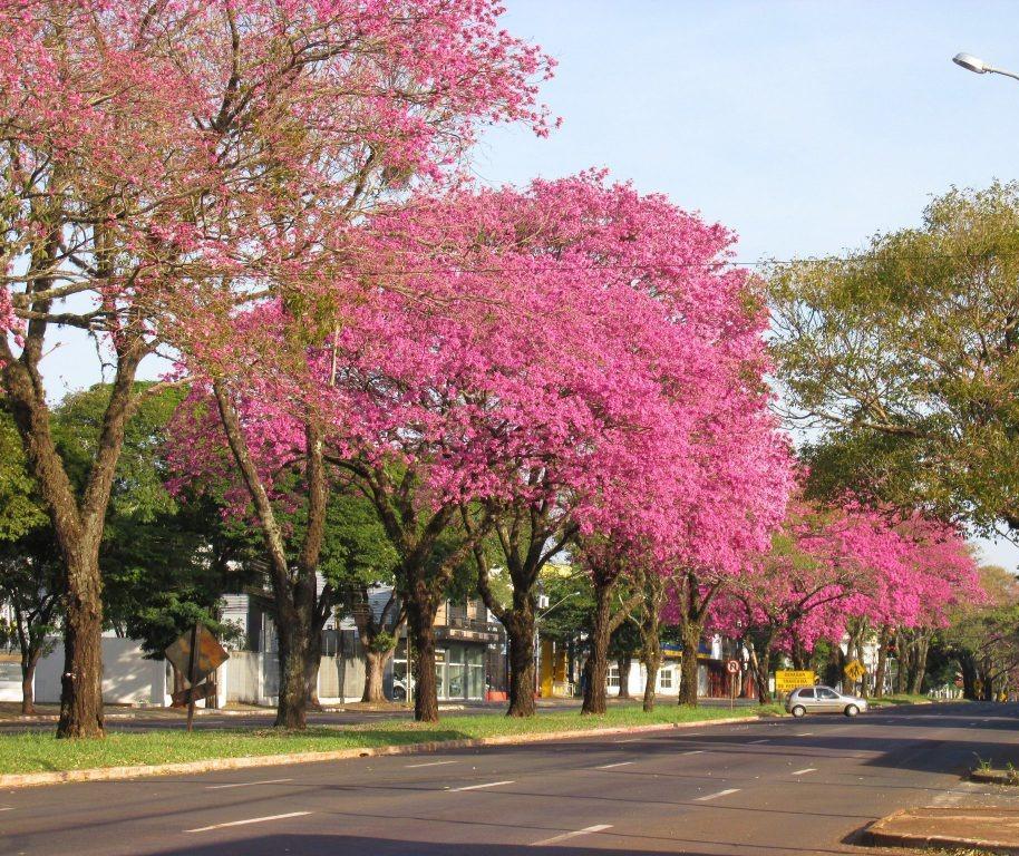 Municipalização da Avenida Colombo está avançando, diz secretário