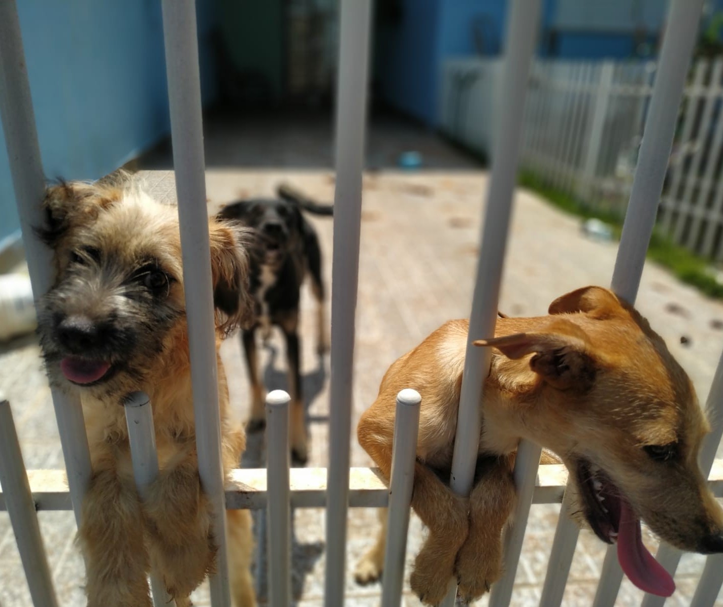Polícia resgata quatro cães em situação de maus-tratos em Maringá