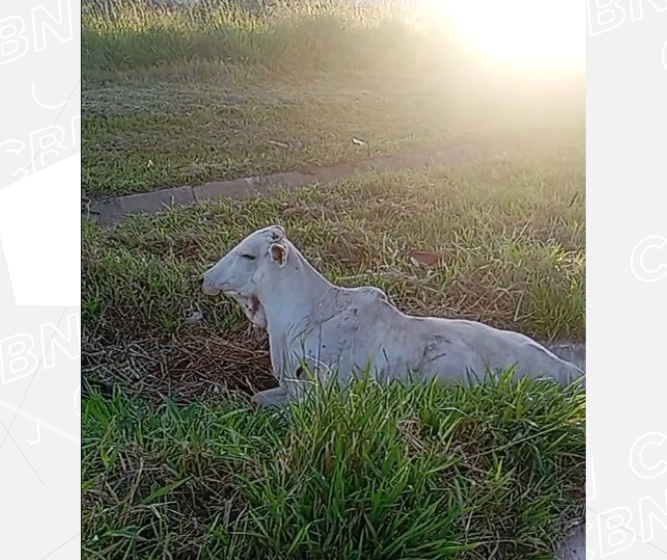 Bois escapam de fazenda e provocam acidente na BR-376