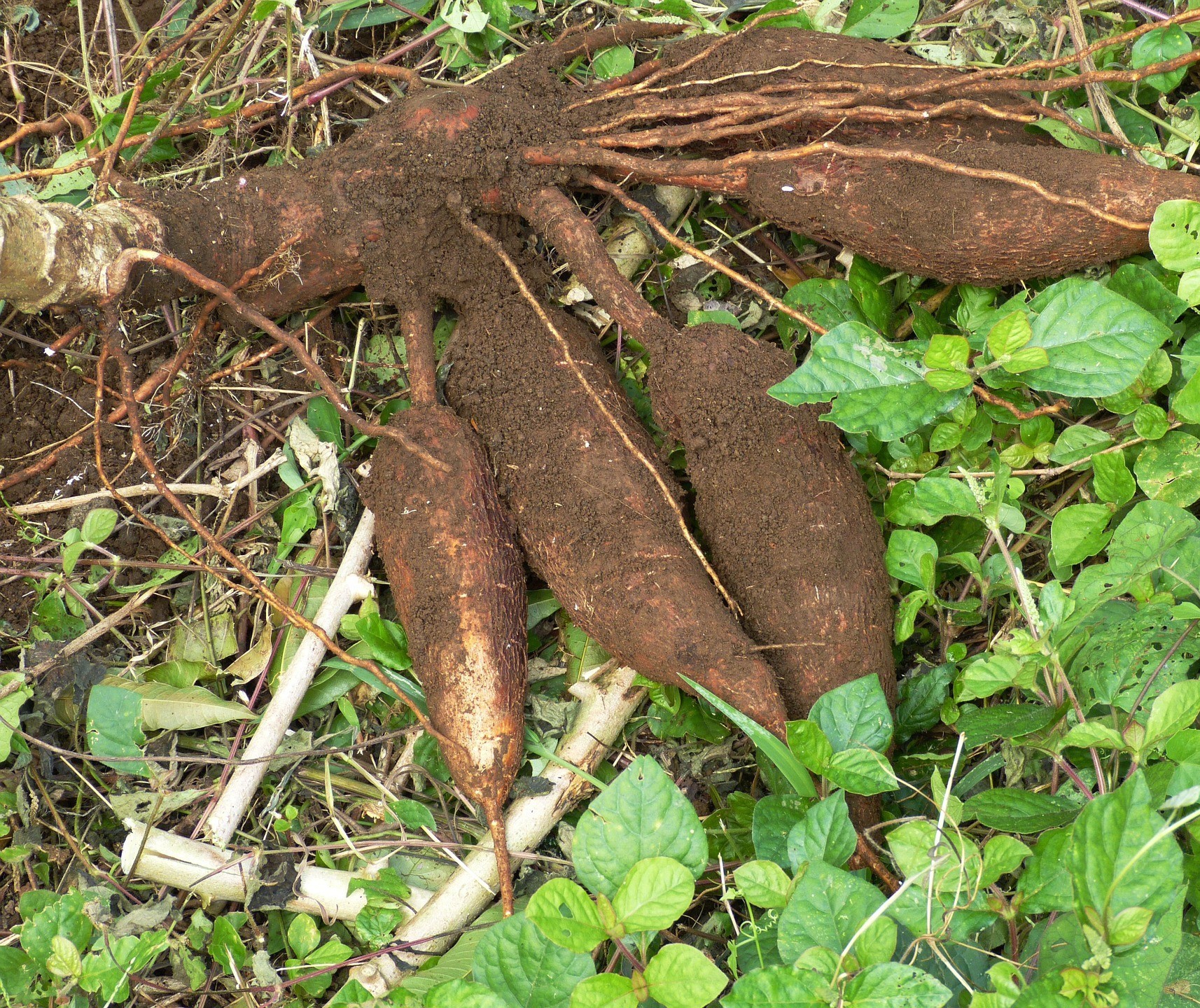 Raiz de mandioca custa R$ 360 a tonelada em Campo Mourão