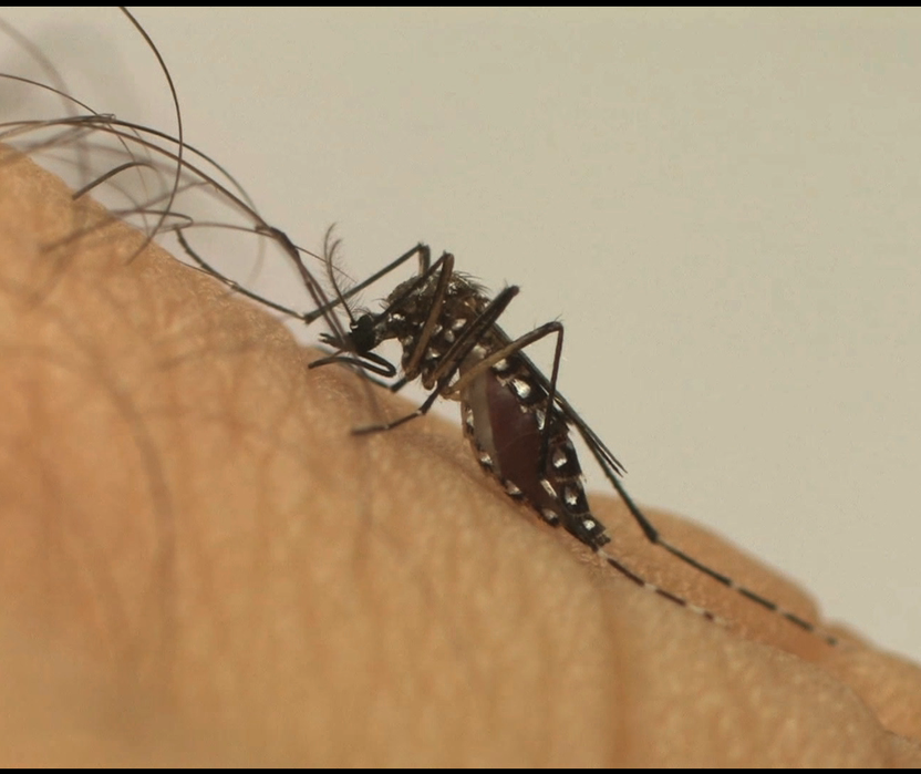 Maringá registra mais uma morte por dengue no período epidemiológico