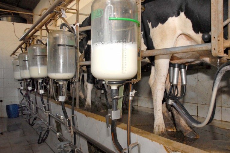 Preço do leite pago ao produtor sobe 9,5%