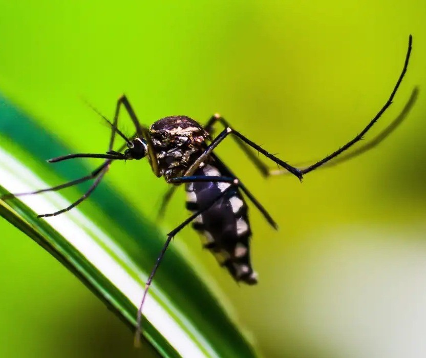 Sarandi, Marialva e Mandaguari registram morte por dengue