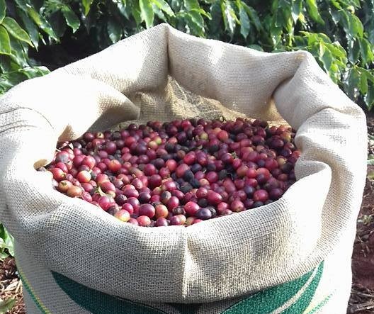 Preço do café em Umuarama é mais alto que em Maringá