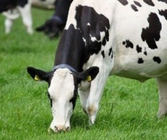 Vaca gorda custa R$ 180 a arroba em Londrina e Umuarama