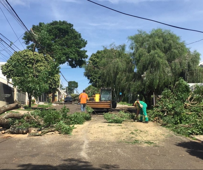 Quase 220 árvores caíram em Maringá no último temporal