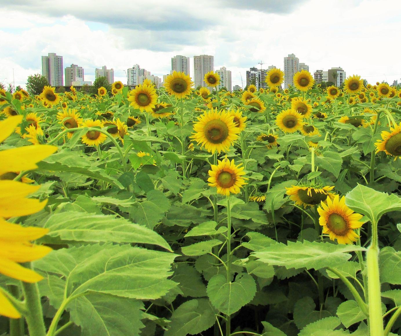 Maringá tem dia nublado e possibilidade de chuva, segundo Simepar