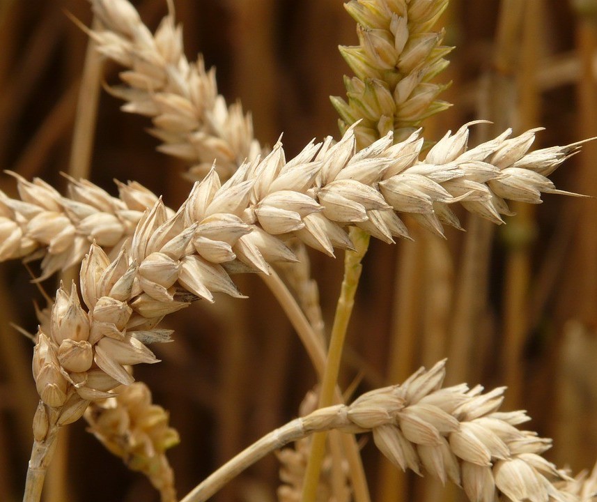 Paraná tem potencial especial para a cultura do trigo