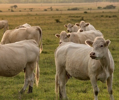 Vaca gorda custa R$ 136 a arroba em Londrina 