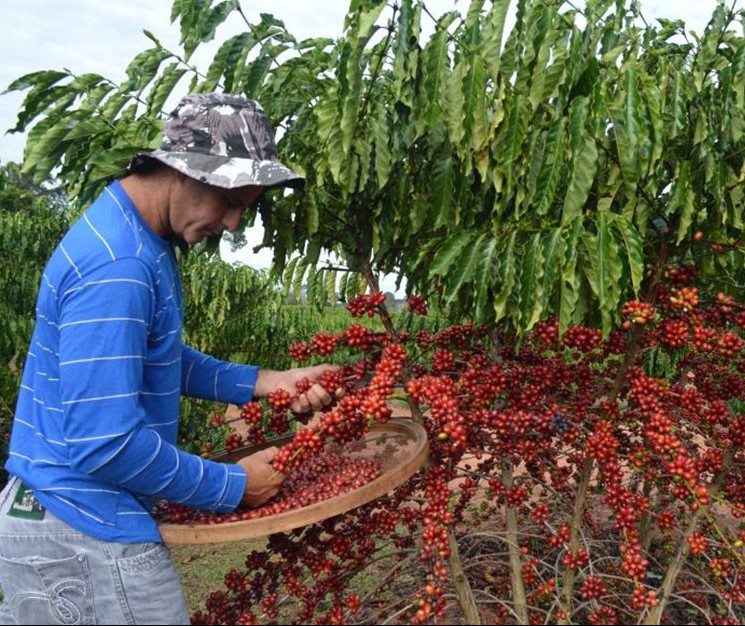 Relatório indica que produção de café deve atingir recorde