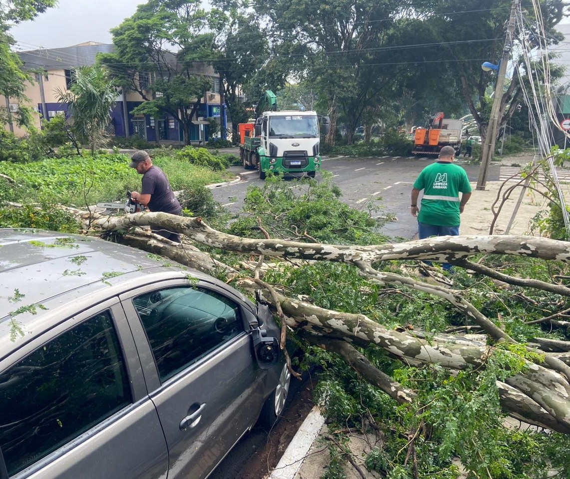 Maringá registrou queda de 32 árvores durante temporal