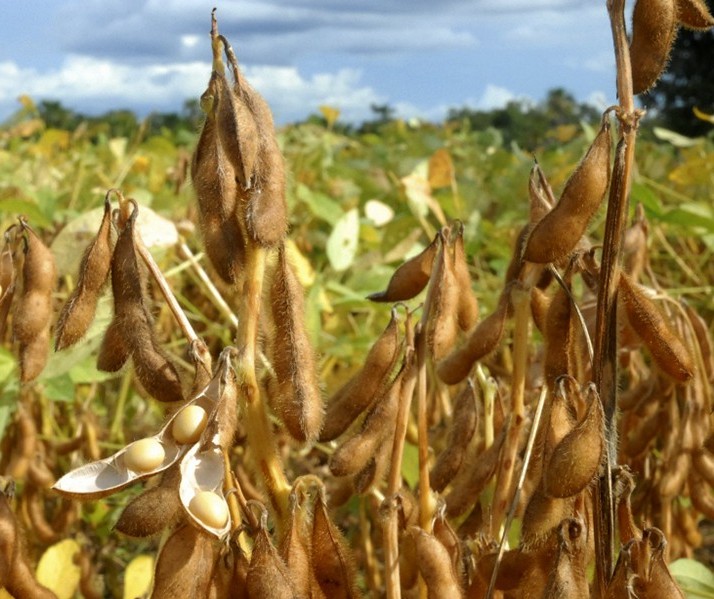 Soja custa R$ 86 a saca em Campo Mourão 