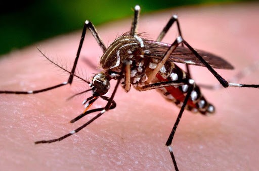 Maringá está com sete confirmações de dengue