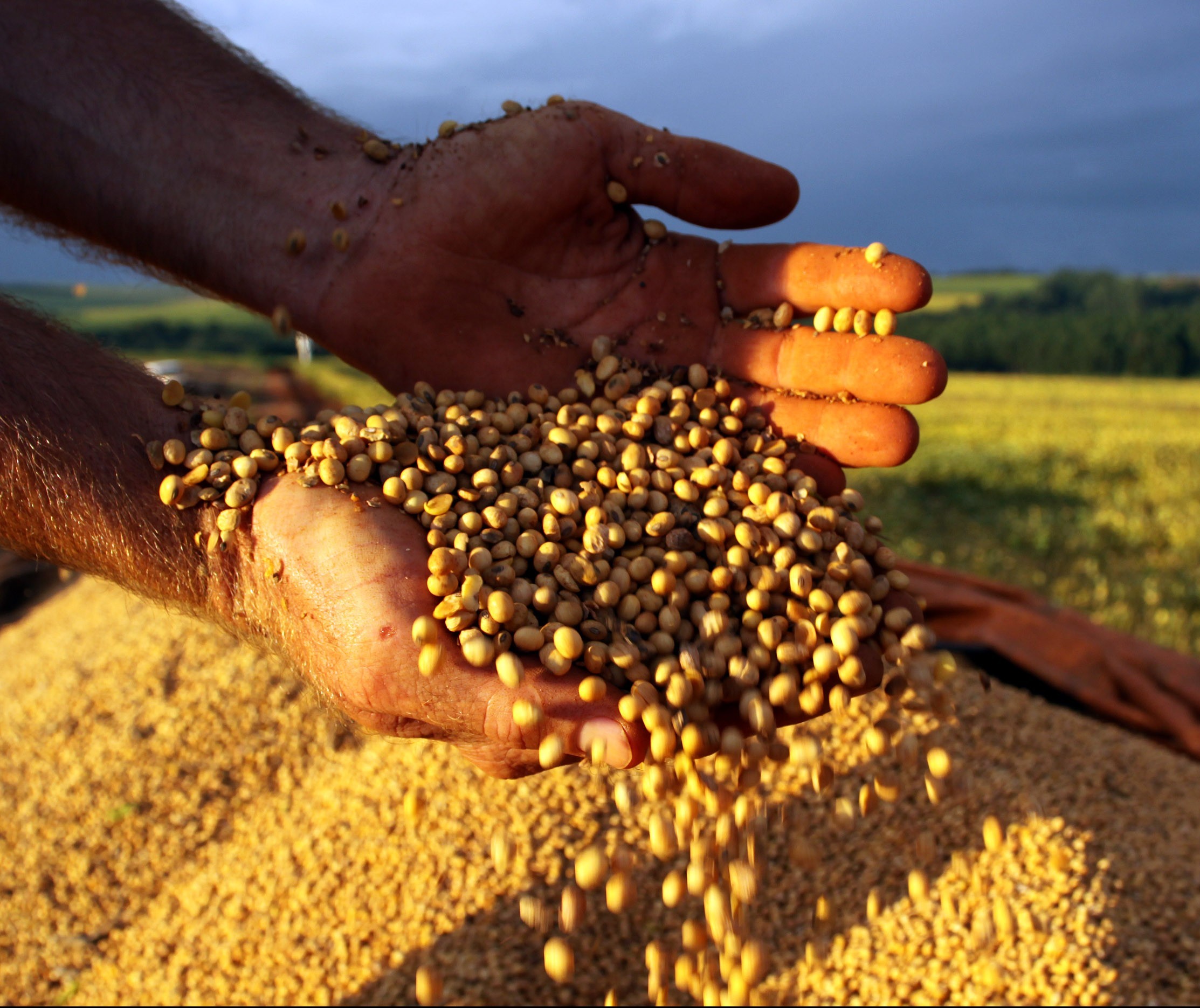 Dificuldade de comercialização aumenta preço da soja no Paraná