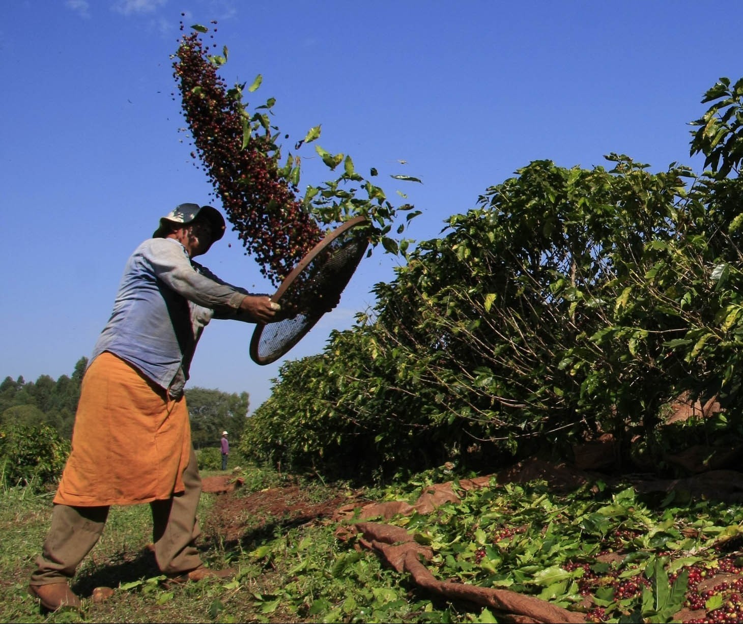 Deral calcula 500 mil sacas de café na safra 2022