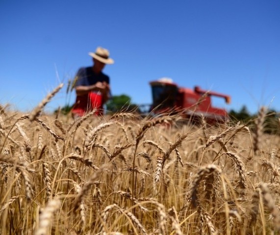 Previsão de tempo seco no Paraná preocupa produtores de trigo 