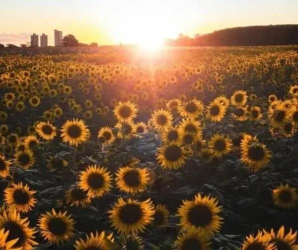 Campo de girassóis começa a florescer em Maringá; veja detalhes