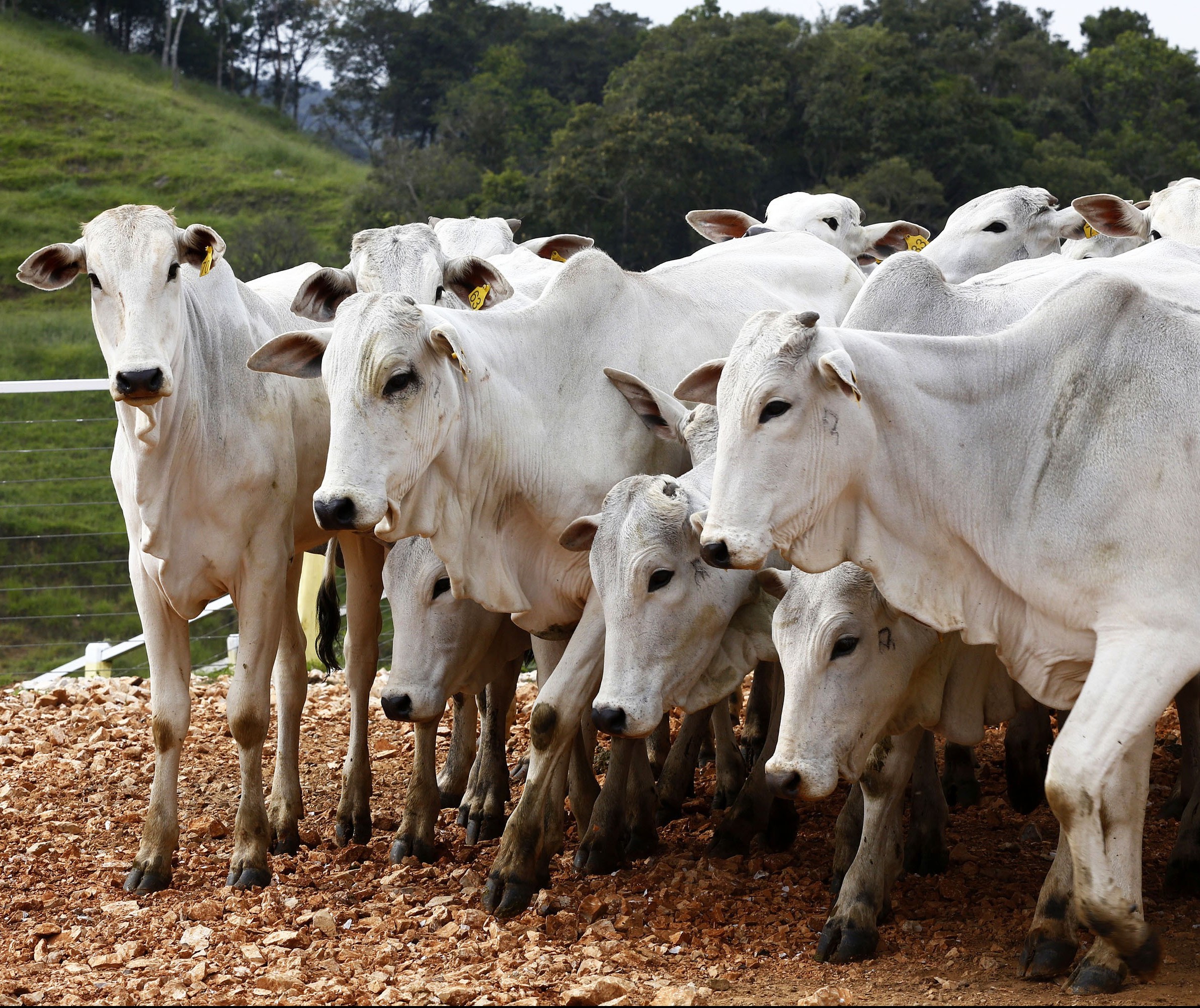 Após três anos de queda, abate de bovinos volta a crescer