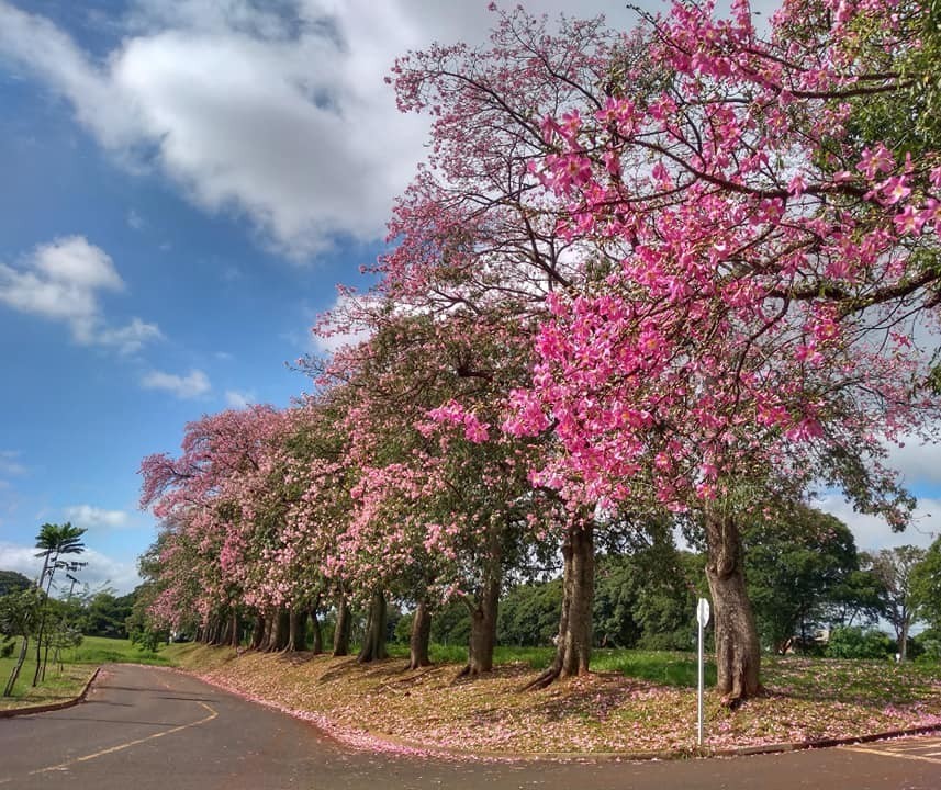 Previsão é de sol entre nuvens e máxima de 29°C em Maringá, diz Simepar