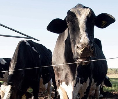 Arroba da vaca gorda custa R$ 142 em Maringá e Paranavaí