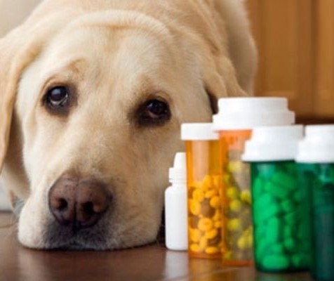 Uso indiscriminado de medicamentos pode causar intoxicação nos pets