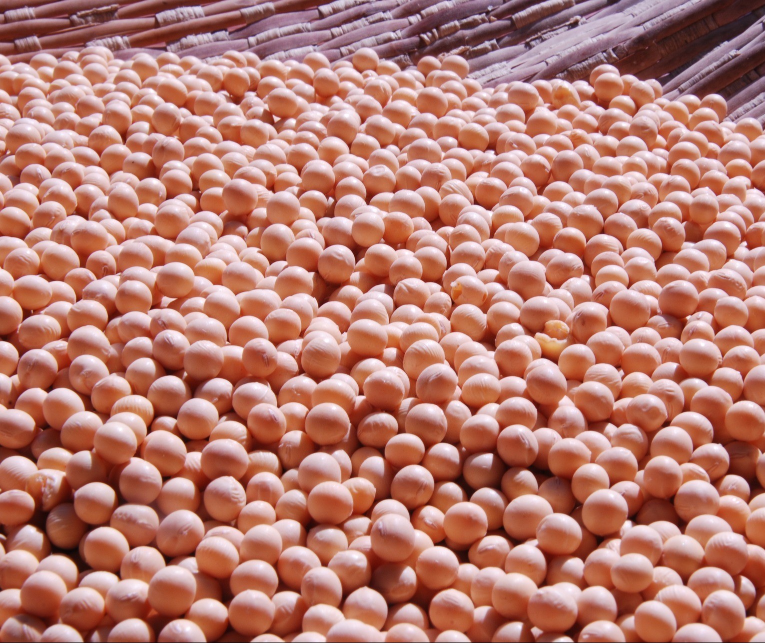 Brasil pode produzir até 133,4 milhões de toneladas de soja, diz consultoria