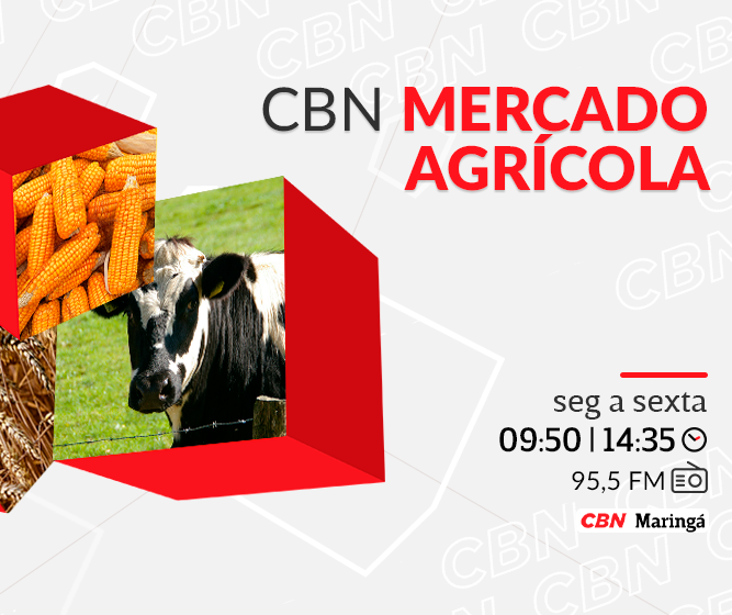 Milho precificado a R$ 59,15 a saca de 60 kg