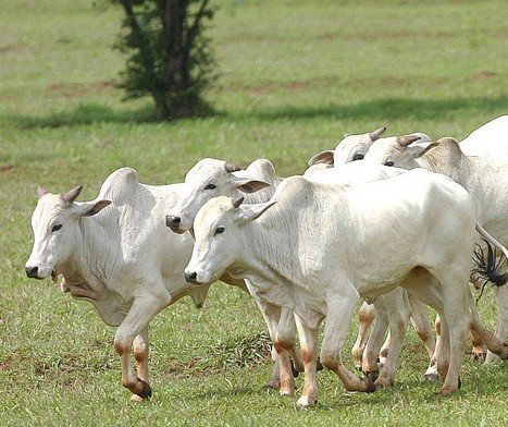 Fabricação de ração na agropecuária deve atingir recorde em 2022