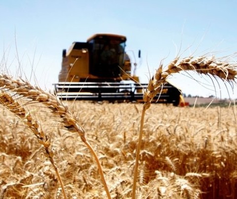 Condições climáticas podem favorecer o plantio do trigo
