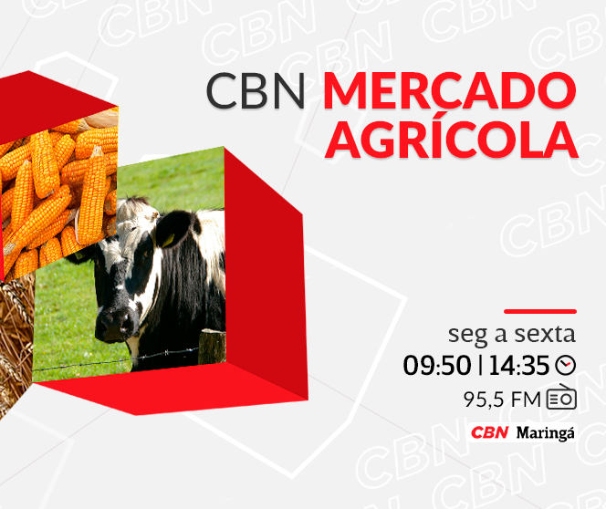 Milho é cotado a R$ 55 a saca de 60 kg
