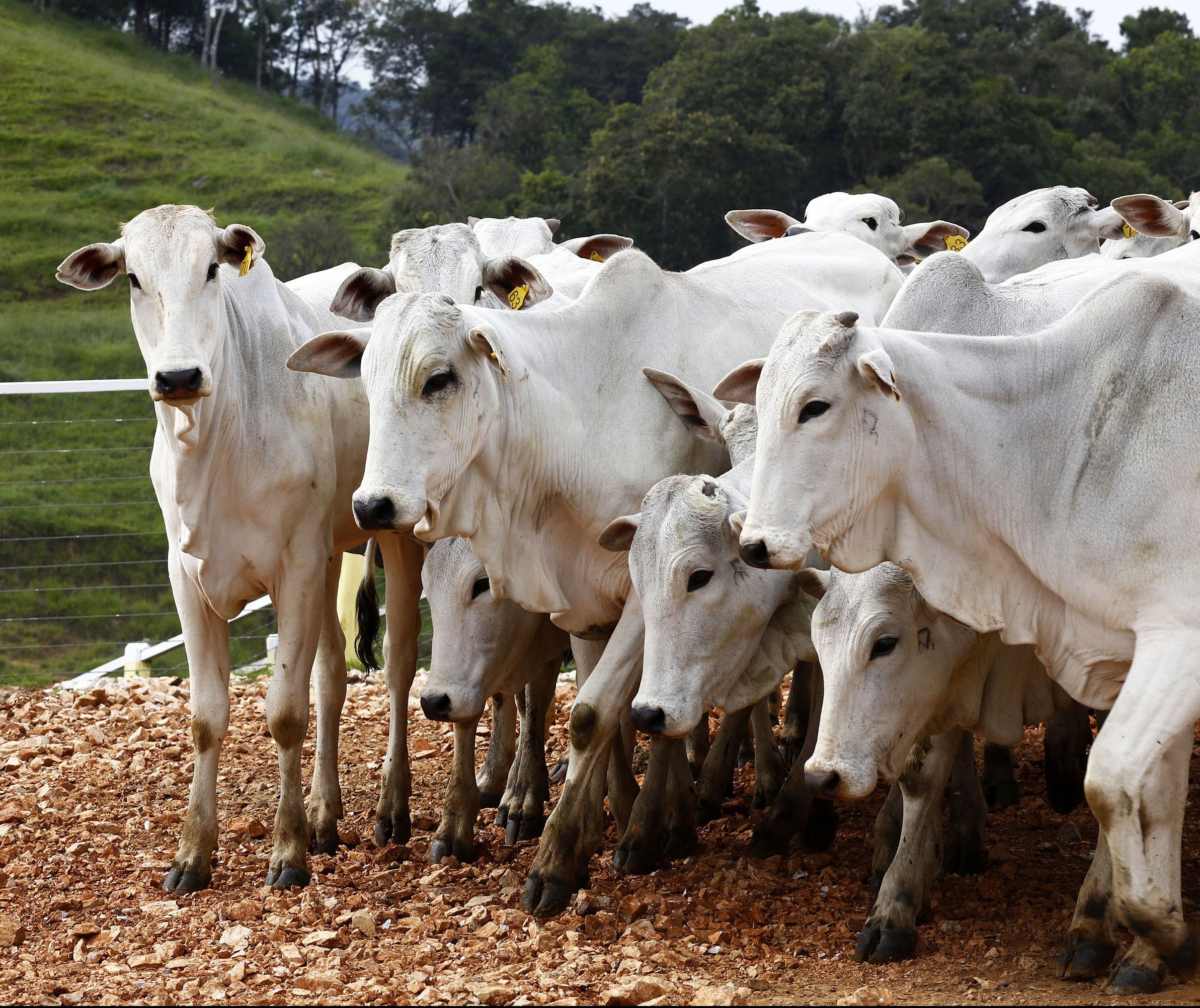Intensa exportação de carne eleva o preço do boi gordo