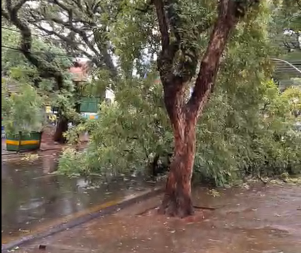 Chuva derruba 11 árvores e interdita ruas e avenidas