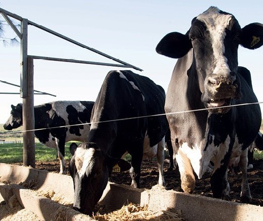 Arroba da vaca gorda custa R$ 140 em Paranavaí