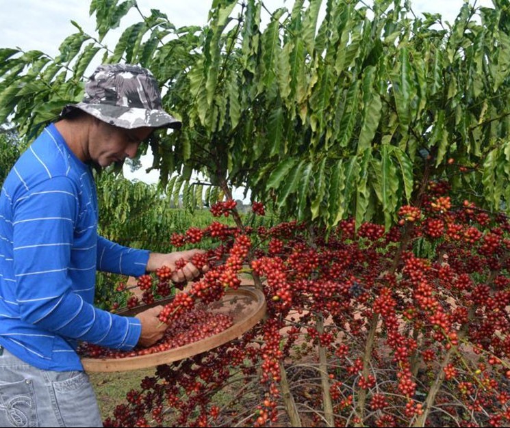 Preços agrícolas permanecem em alta na região de Maringá