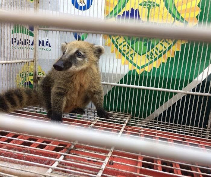 Homem que mantinha quati em cativeiro é autuado por crime ambiental