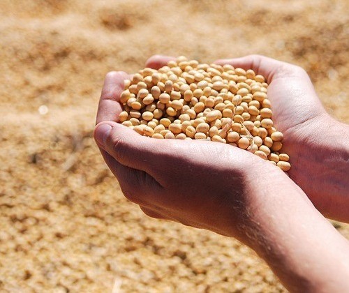 Soja custa R$ 67 a saca em Campo Mourão e Cascavel