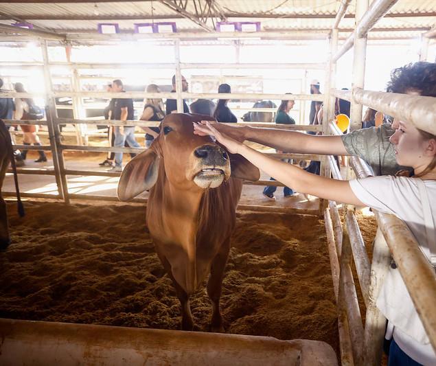 Maringá é referência na pecuária e atrai compradores de todo o país