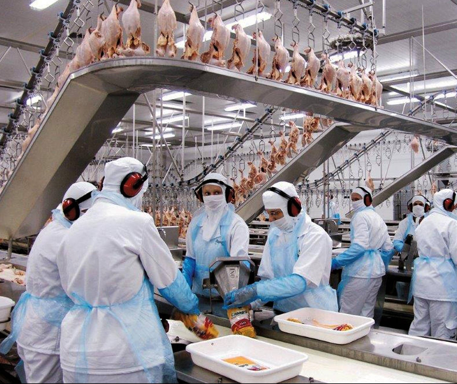 Santa Catarina e Paraná disputam liderança na exportação de carne de frango