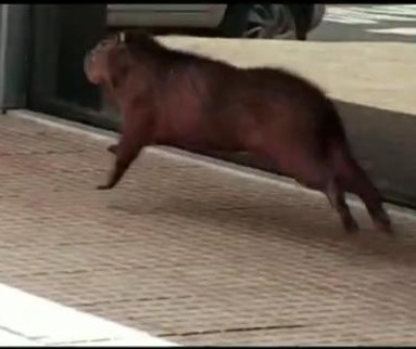 Capivara entra em shopping de Maringá