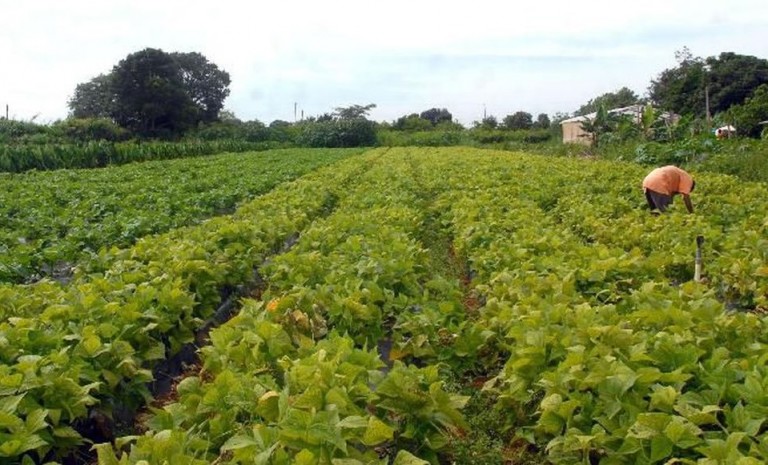 Atuação das Cadecs foi fundamental para produtores rurais em Carambeí