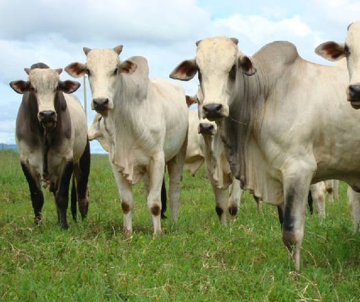 Vaca gorda custa R$ 136 a arroba em Londrina