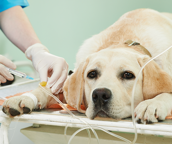 Saiba quais são os procedimentos de transfusão de sangue em pets