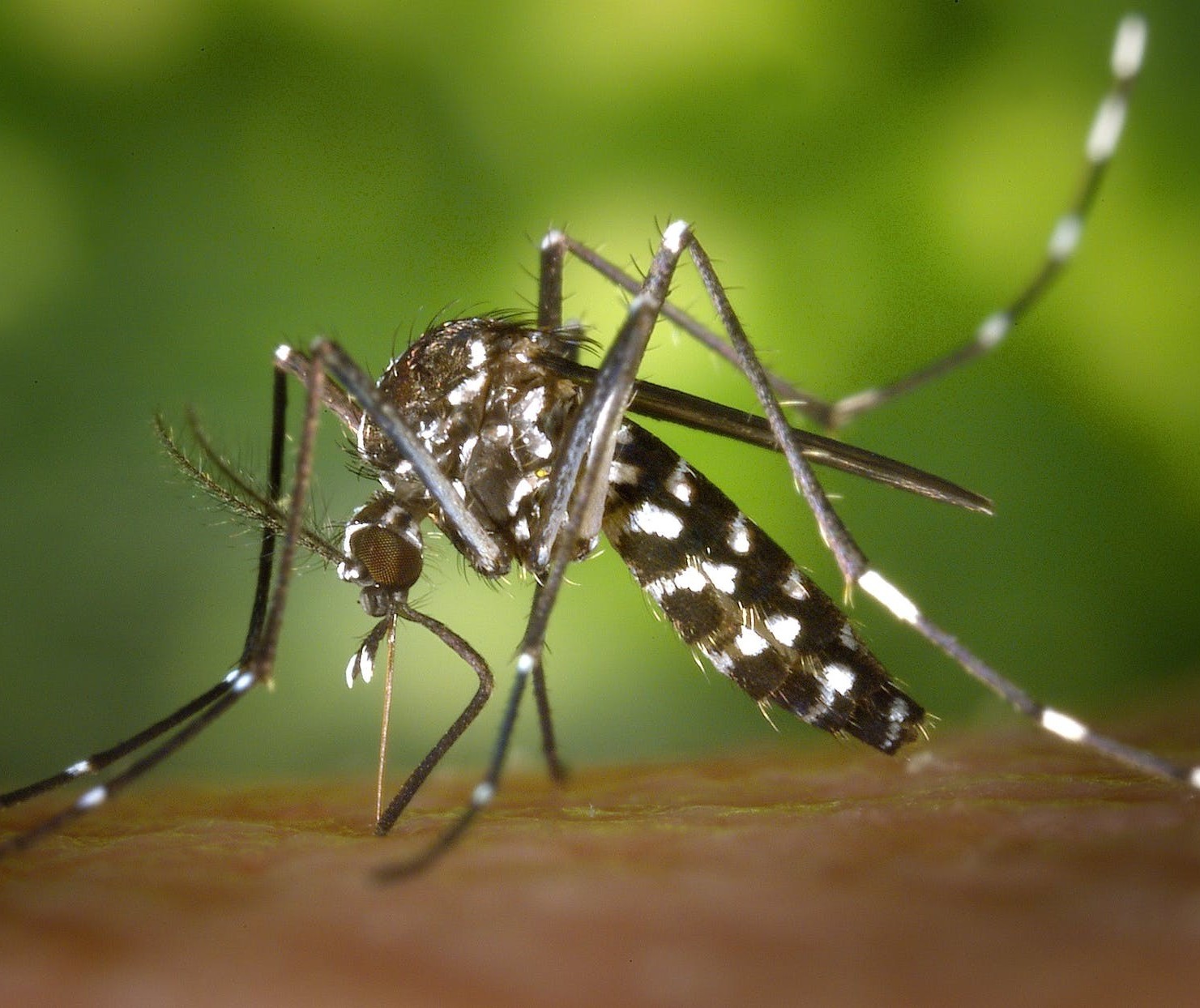 Com mais de 1.500 casos confirmados, Maringá está em epidemia de dengue