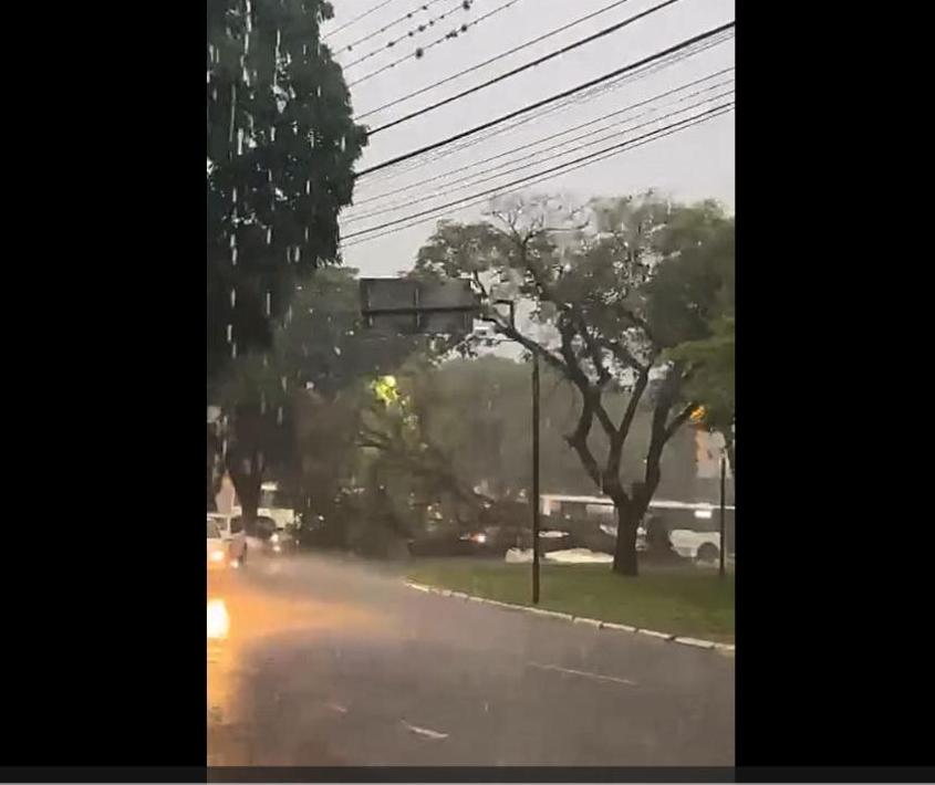 Chuva intensa derruba árvores e alaga UBS e vias públicas