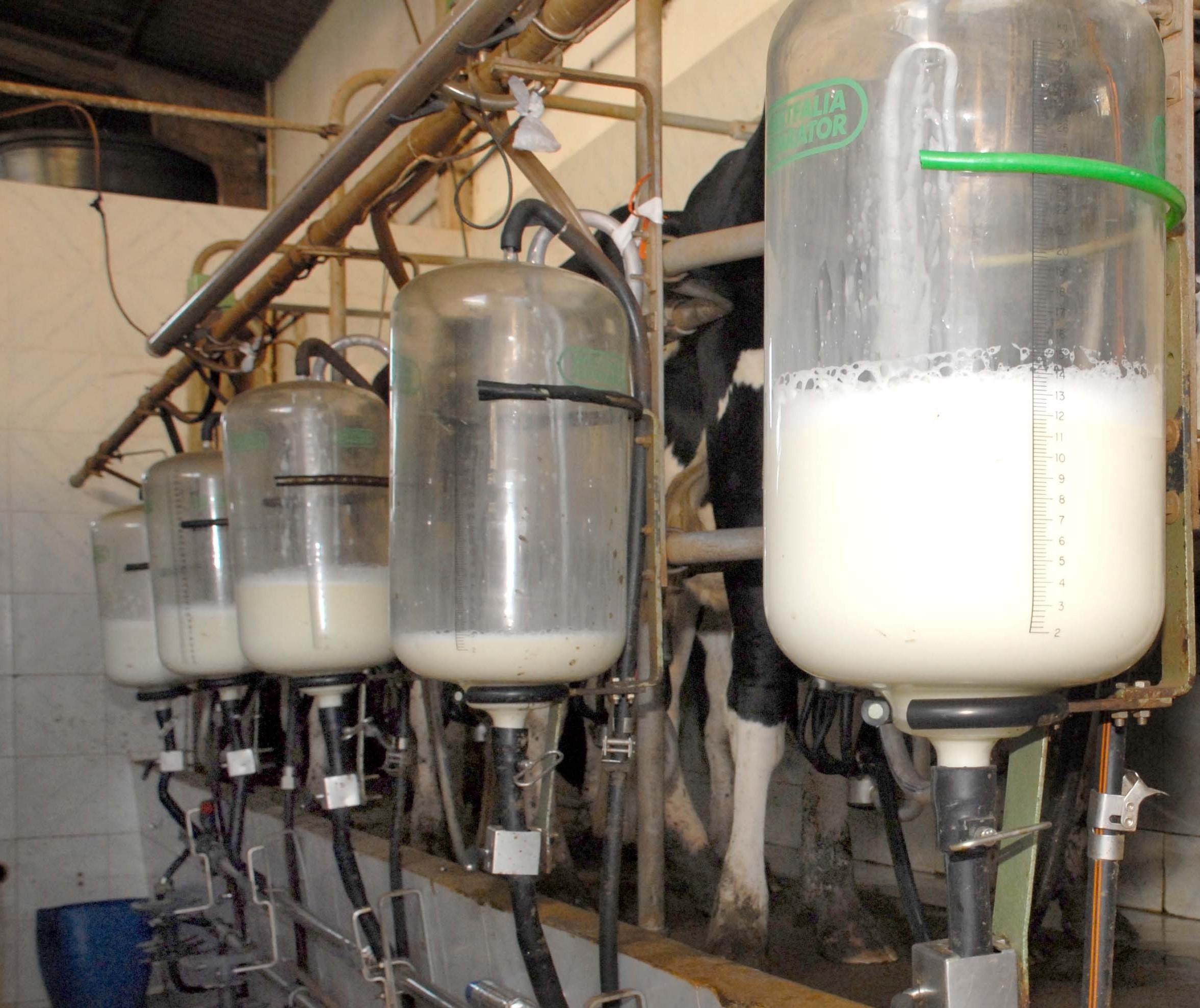 Preços do leite pago ao produtor registram queda