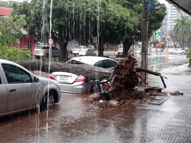Ao menos duas árvores já caíram em Maringá por conta da chuva