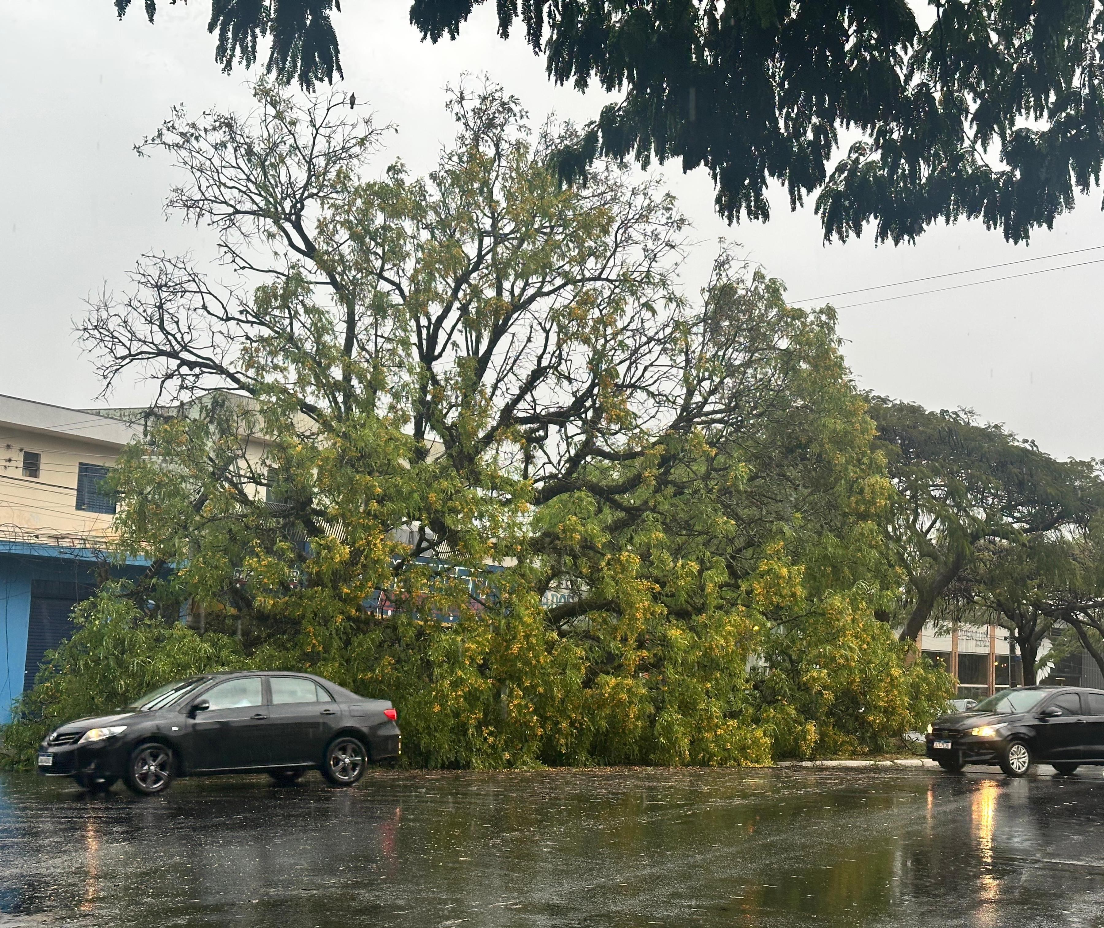 Temporal: 13 quedas de árvores, dois carros atingidos e duas pessoas com escoriações
