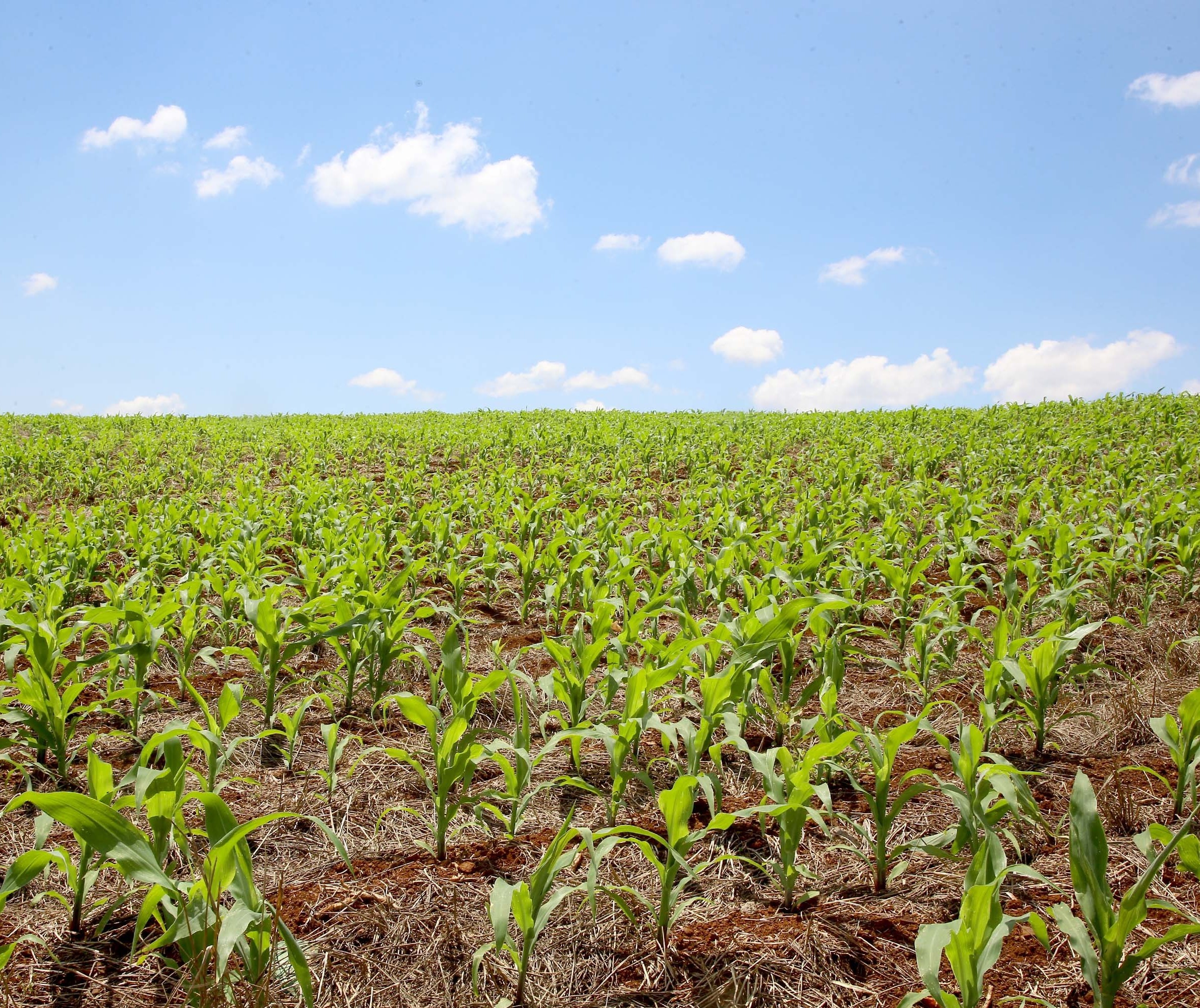Produtores rurais de milho buscam aumentar a produtividade das suas lavouras 