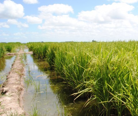 Área de plantio de arroz reduziu 38% nos últimos anos