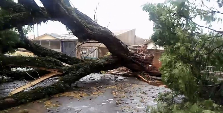 17 árvores caíram durante o temporal que atingiu Maringá na noite desse domingo (01)